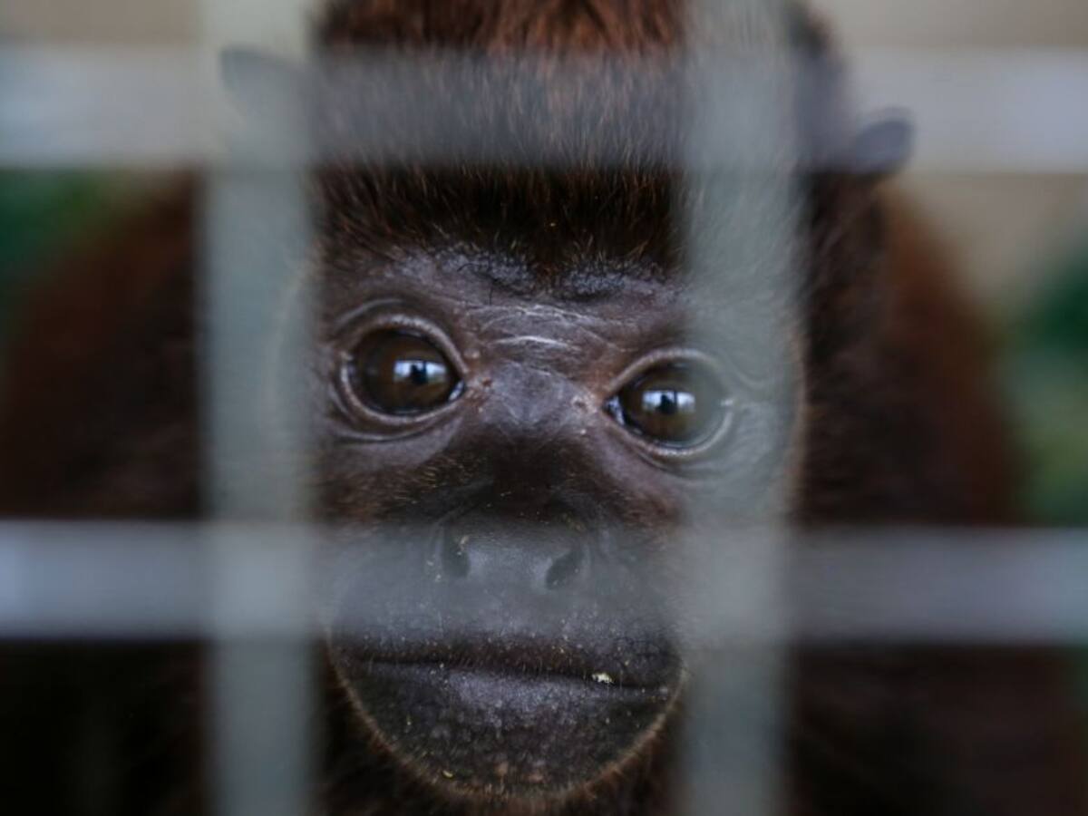 Todo lo que debe saber de la prohibición de la venta de animales en plazas