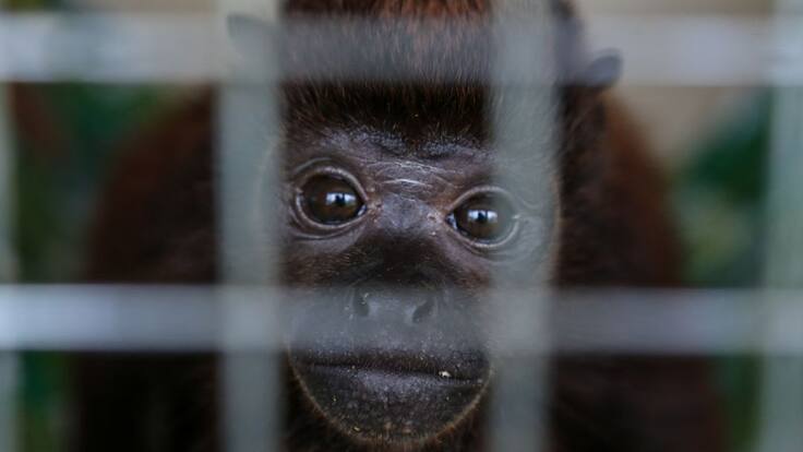 ANDREA PADILLA SOBRE PROHIBICIÓN DE VENTA DE ANIMALES VIVOS EN LAS PLAZAS DE MERCADO