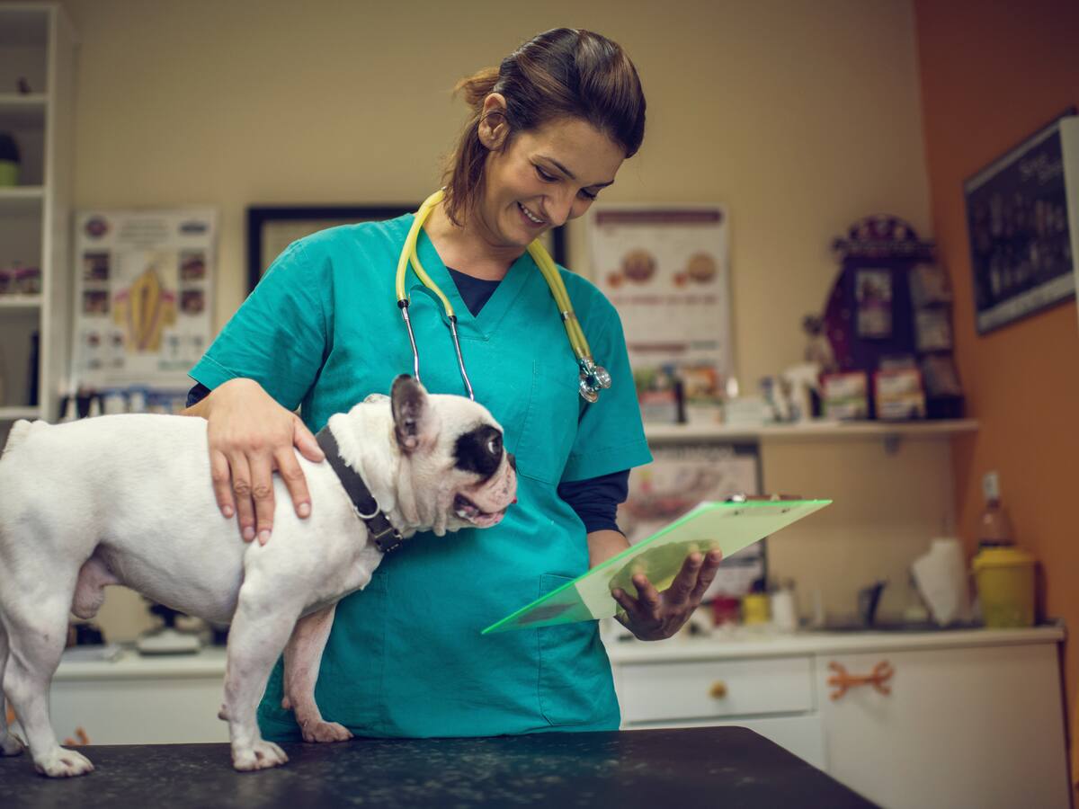 Los perros pueden reconocer los nombres de objetos que conocen, según estudio