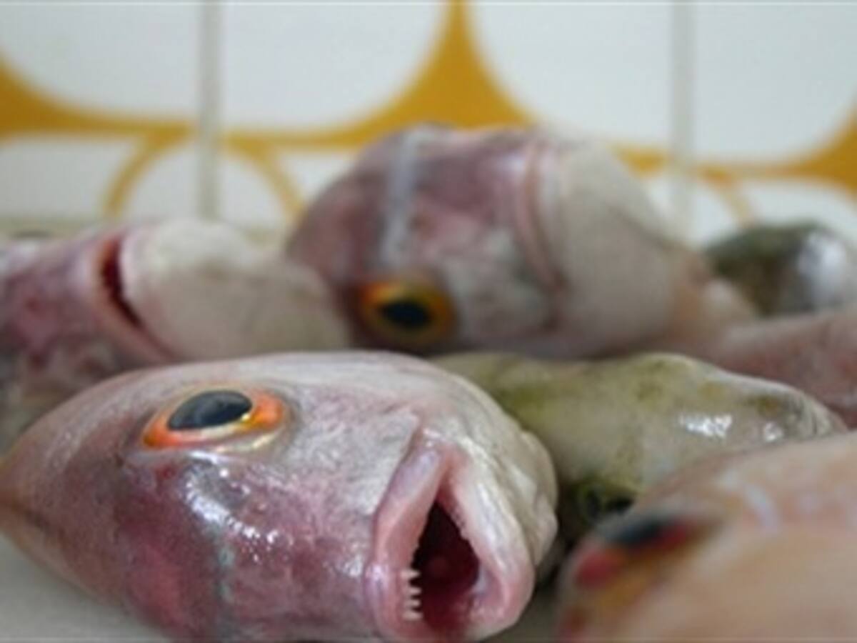 Muerte de peces en Santa Marta sería por fenómeno natural