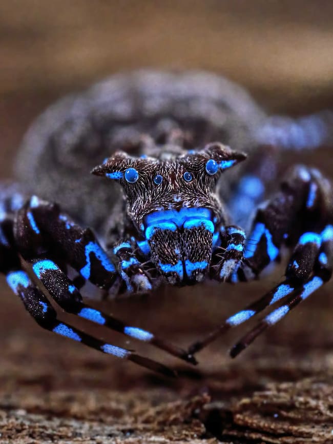 Esta araña cangrejo coronada aún no descrita científicamente (Smodicinus sp. nov.) fluoresce bajo luz ultravioleta. Varias especies de arañas, así como la mayoría de los escorpiones y solífugos, presentan biofluorescencia, cuya función aún no está clara, aunque probablemente se utiliza en el apareamiento, la atracción de presas, el camuflaje o las interacciones con depredadores. (Crédito: Nicky Bay | The Wilderness Project)