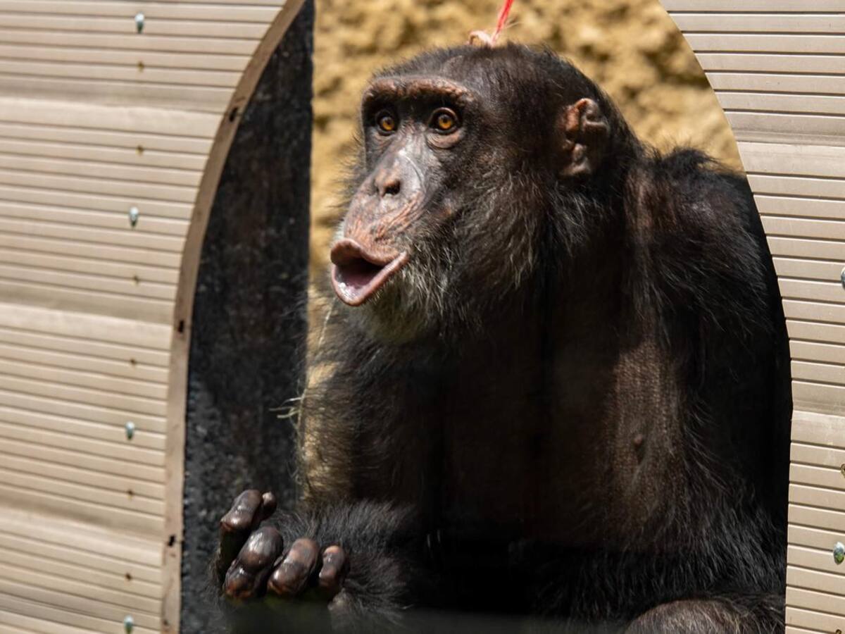 Todo listo para el traslado de Yoko desde Pereira hasta el santuario de Sorocaba en Brasil