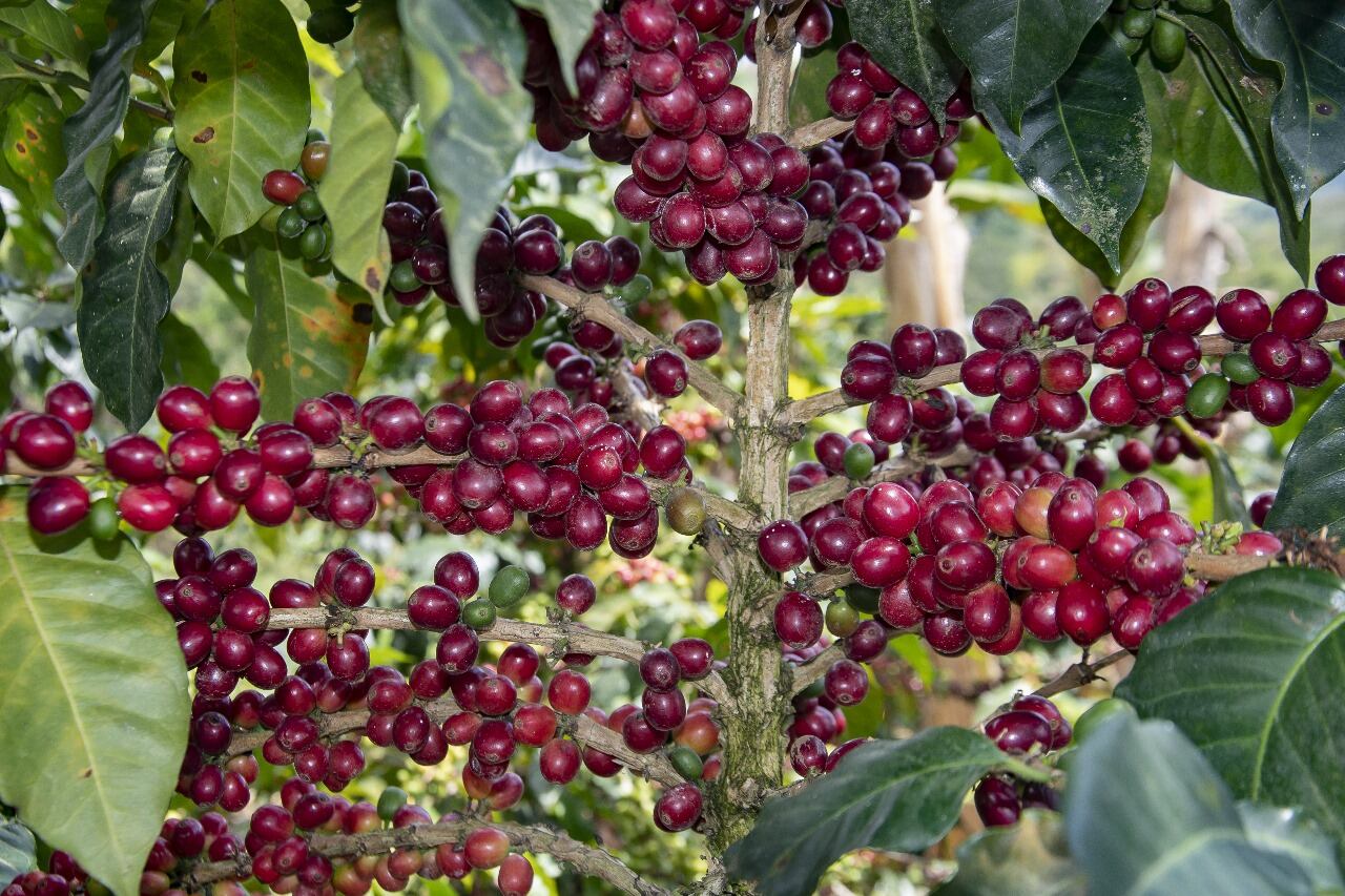 En el contexto nacional el departamento del Huila es referente en la producción cafetera, con un área cultivada de 146.870 hectáreas.