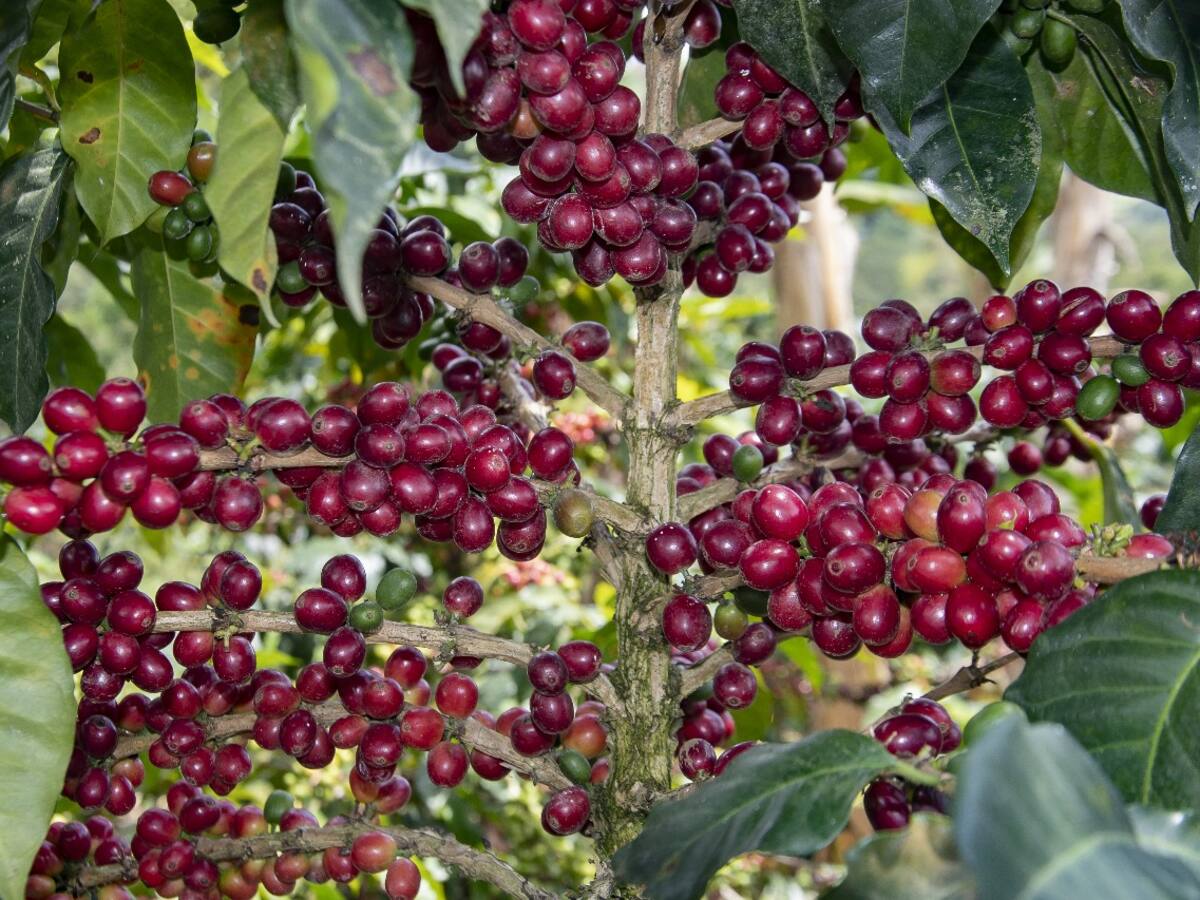 Gobernación prioriza proyectos para fortalecer la caficultura huilense