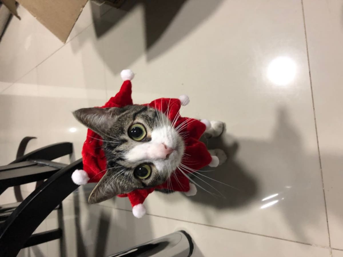 Edwin Díaz nos envía la foto de su gatita rayitas