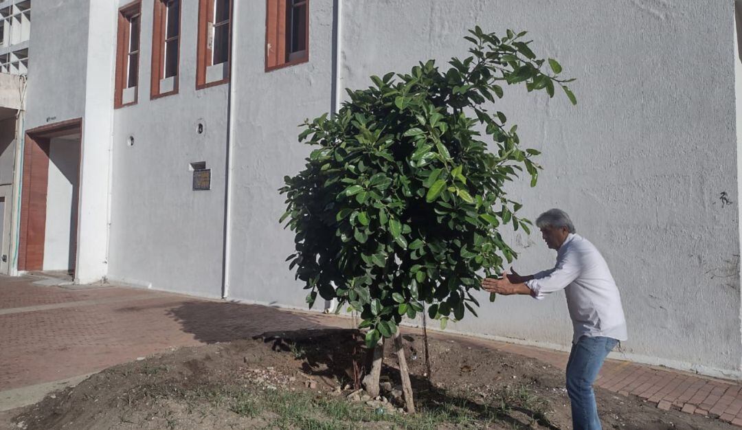 El ambientalista, Haroldo Rodríguez, expresó que el árbol no está proyectado para tener la suficiente área de expansión de sus raíces