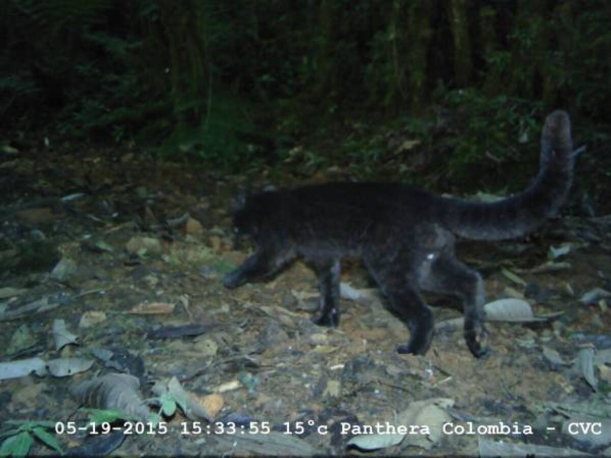 Detectan y fotografían nueva especie de felino en el Valle del Cauca