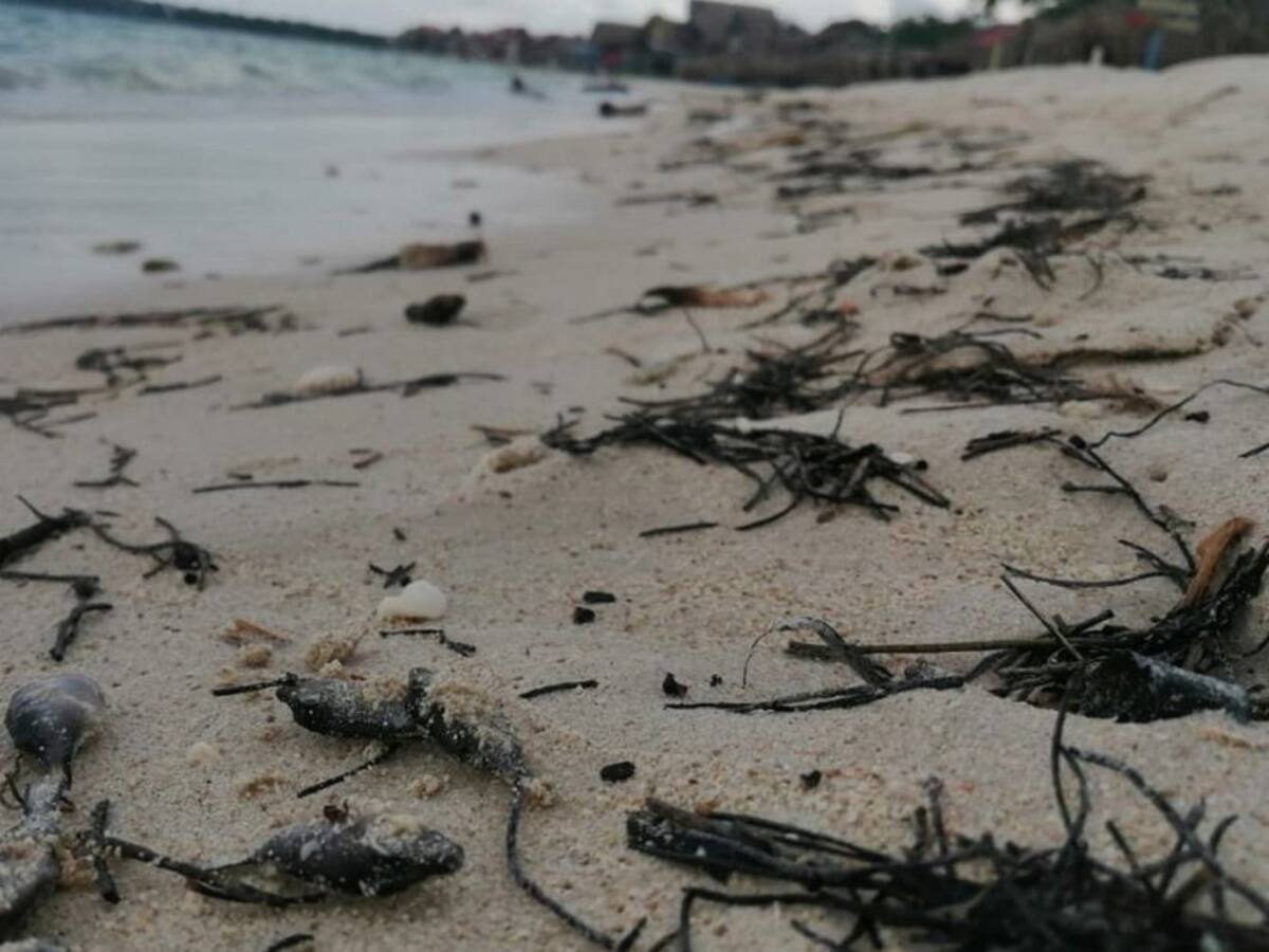 Denuncian mortandad de peces y gatos en Playa Blanca, isla de Barú