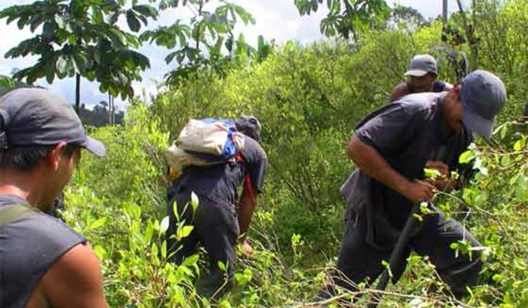 Erradicadores de coca.