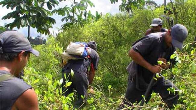 Erradicadores de coca.