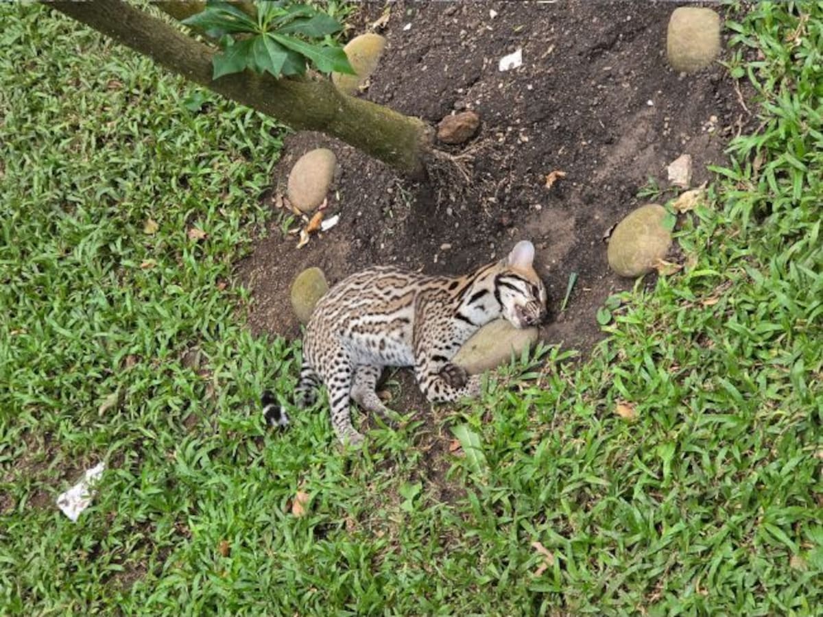 Encuentran muerto a un tigrillo en el antejardín de un edificio de Cabecera, en Bucaramanga