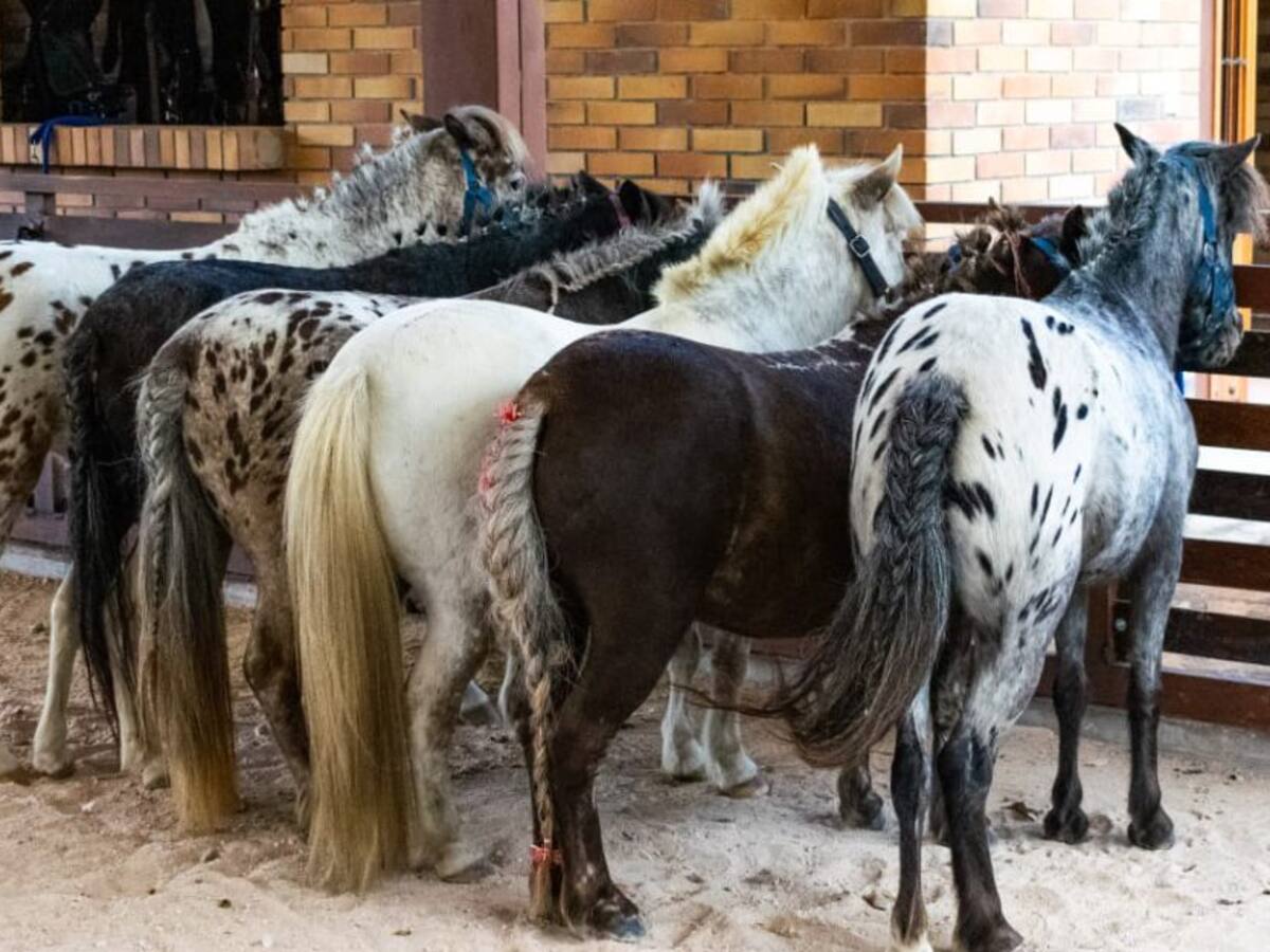 10 consejos para comprar un poni