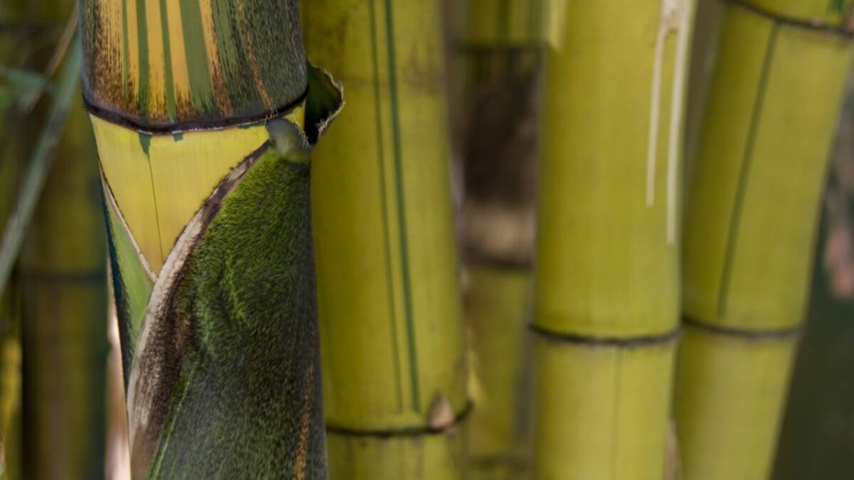 Guadua para frenar la deforestación en el departamento de Caquetá