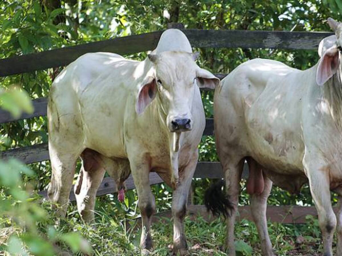 Cierre de 12 mataderos genera alerta sanitaria en Cundinamarca