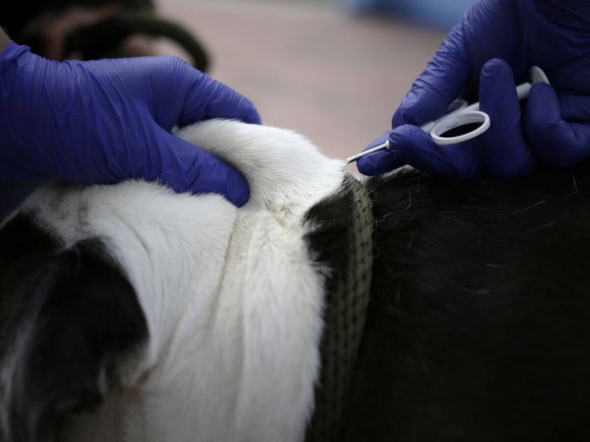 Inicia vacunación antirábica en Pasto