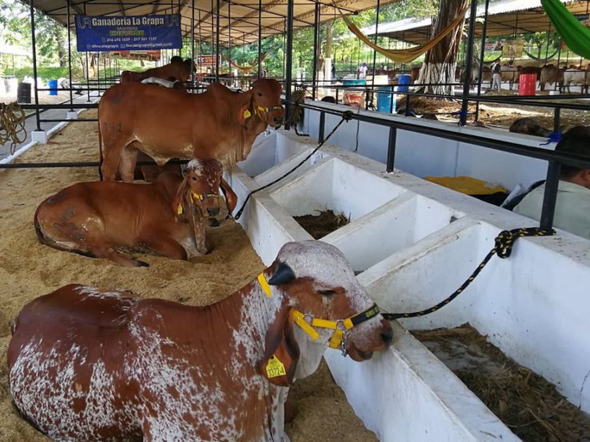 Minagricultura viabiliza la remodelación del Coliseo de Ferias de Montería