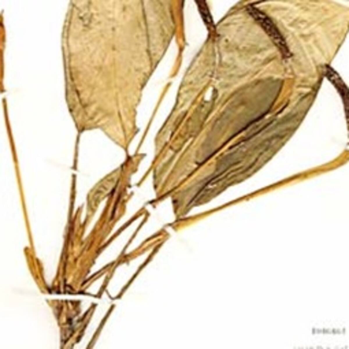 Se descubren en Colombia cuatro especies de plantas de Stenospermation