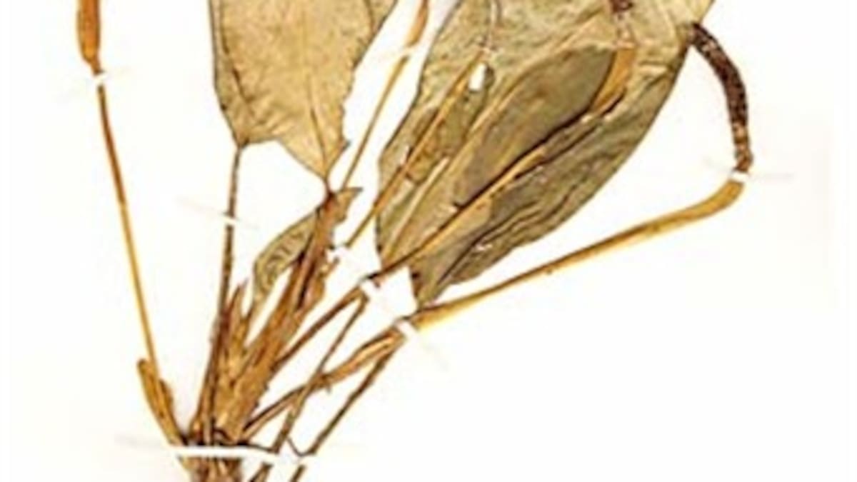 Se descubren en Colombia cuatro especies de plantas de Stenospermation