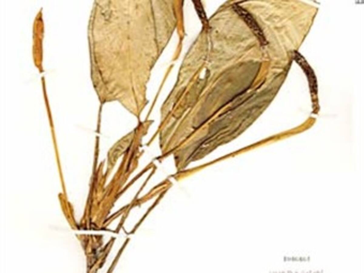 Se descubren en Colombia cuatro especies de plantas de Stenospermation