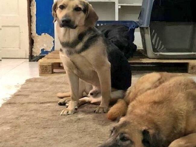 Protección animal desmiente denuncias de maltrato y eutanasia