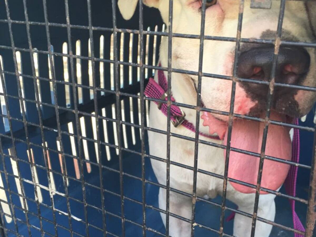 Bebé de 15 días de nacido murió al ser atacado por un perro