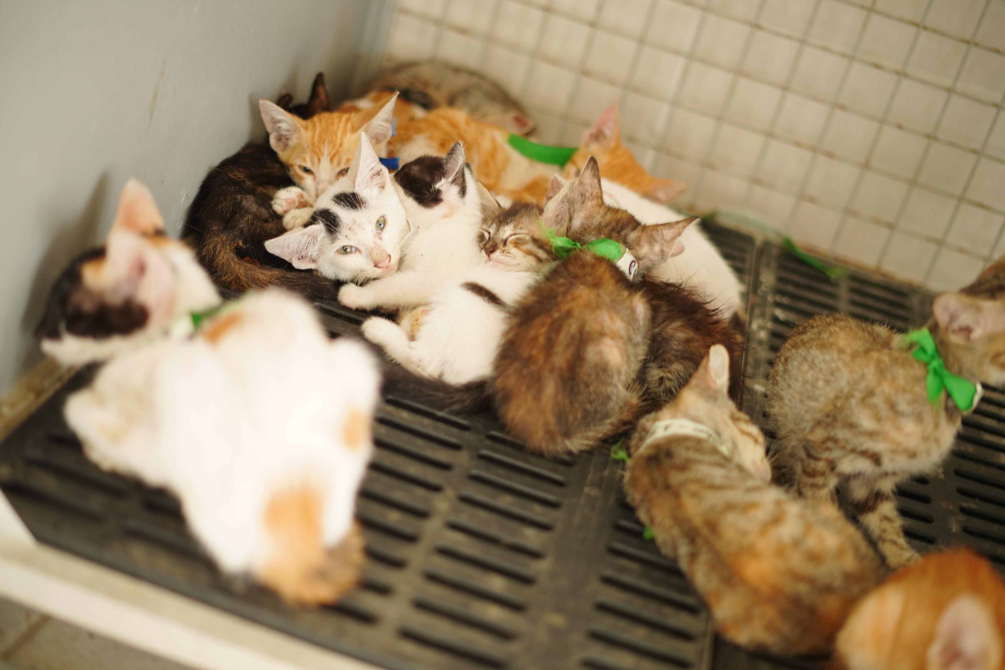 Alcaldía de Cartagena