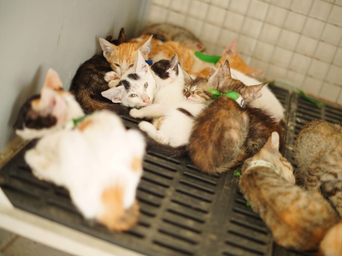 Alcalde Dumek Turbay anunció construcción del Centro de Bienestar Animal ‘Guardián Distrital’