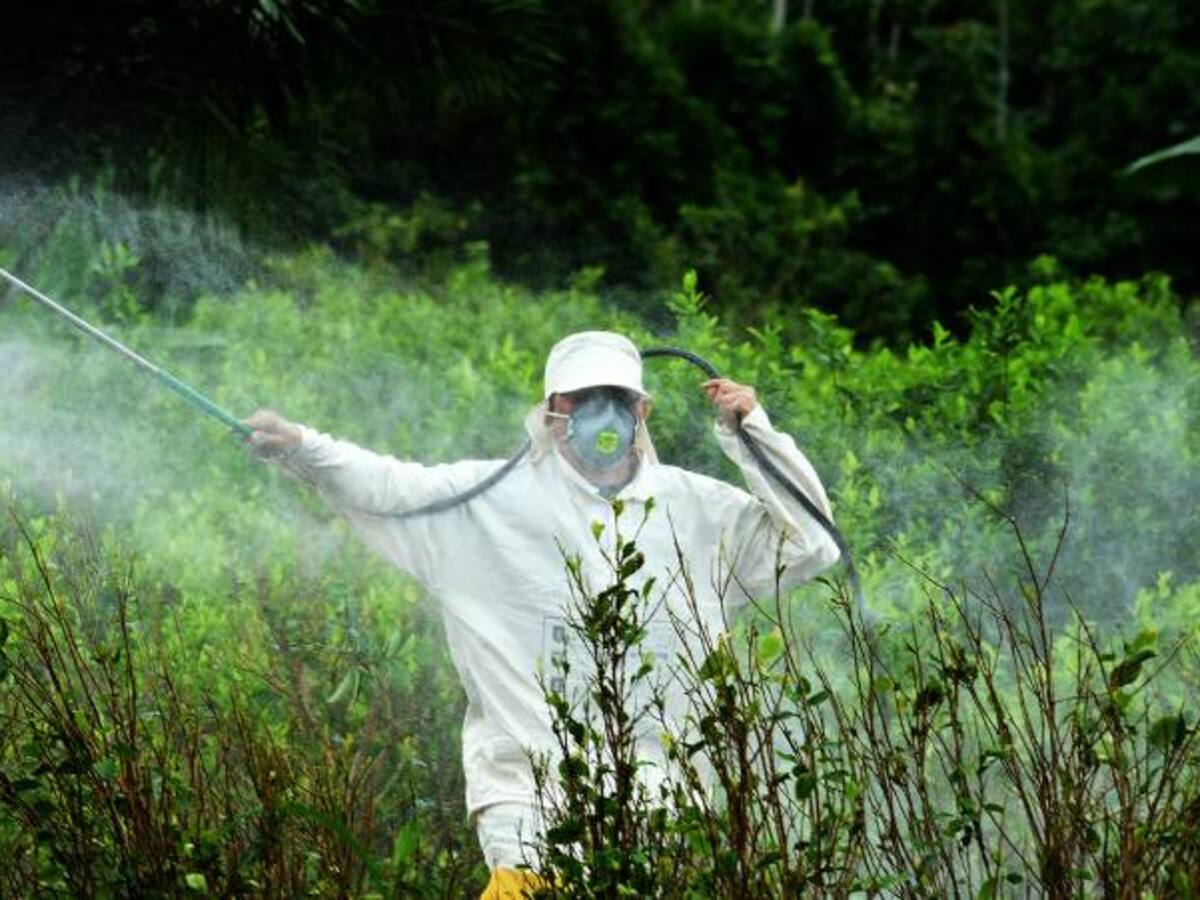 Gobierno estudia sustancia para retomar la fumigación de cultivos ilícitos