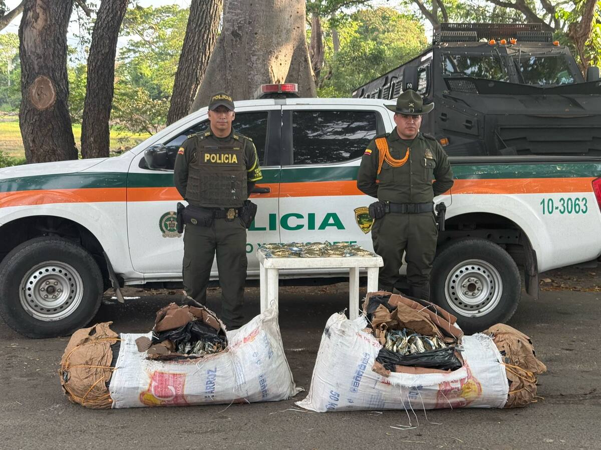 Incautan más de 140 kilogramos de cangrejos azules que iban a ser comercialización en Cúcuta