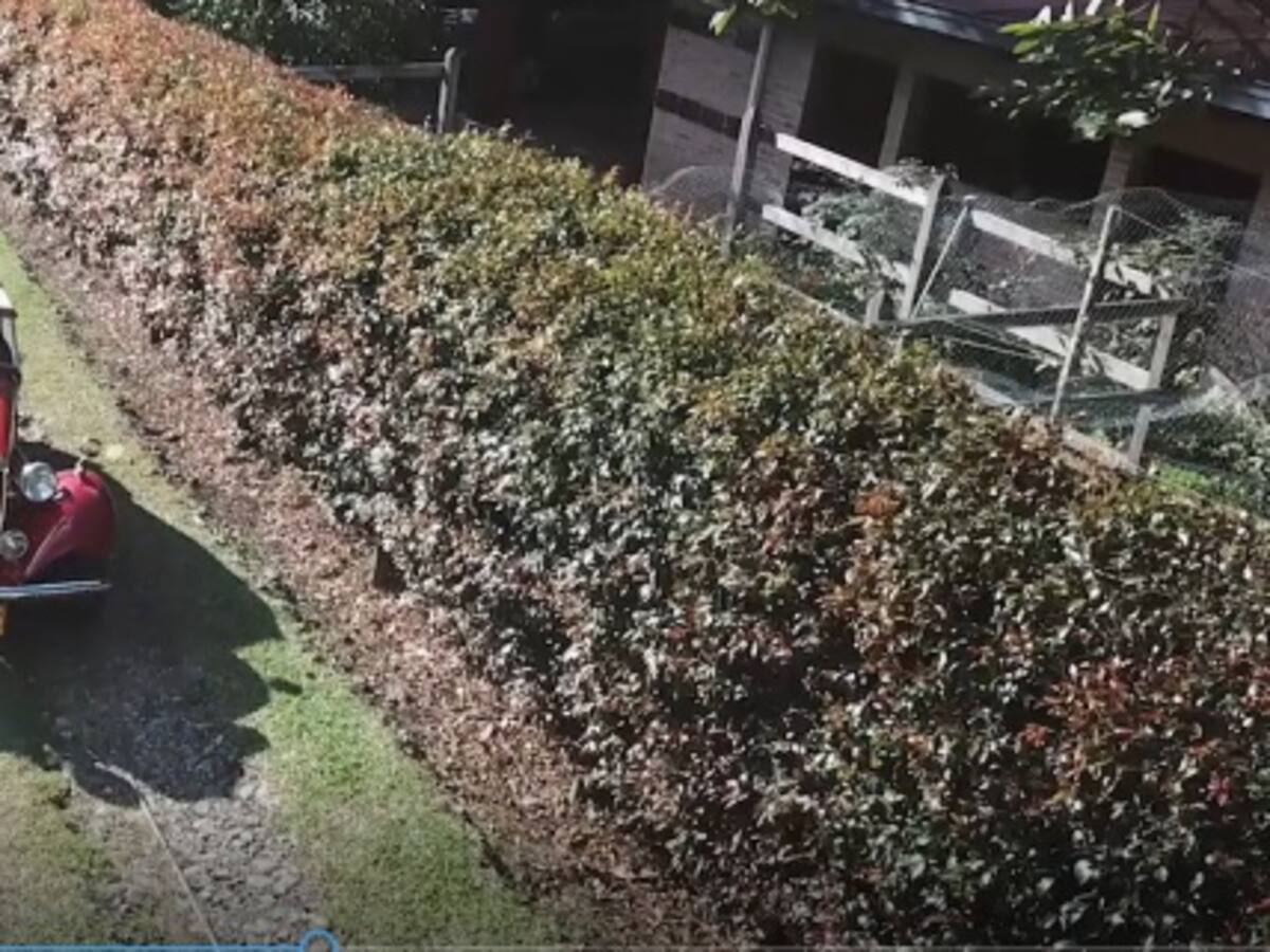 'El coleccionista, pasión por los autos clásicos'