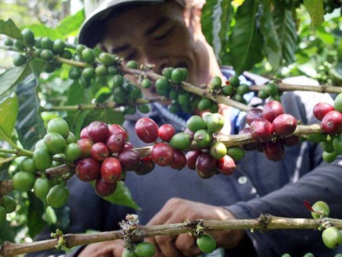 El 10% de los cultivos de café en Risaralda se dañaron debido al verano