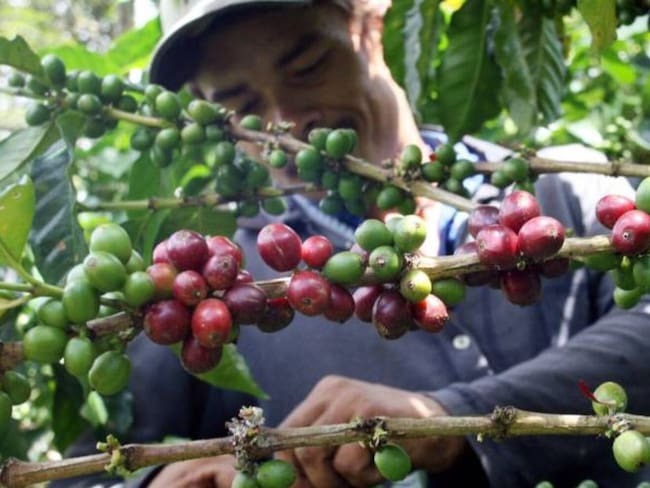El 10% de los cultivos de café en Risaralda se dañaron debido al verano