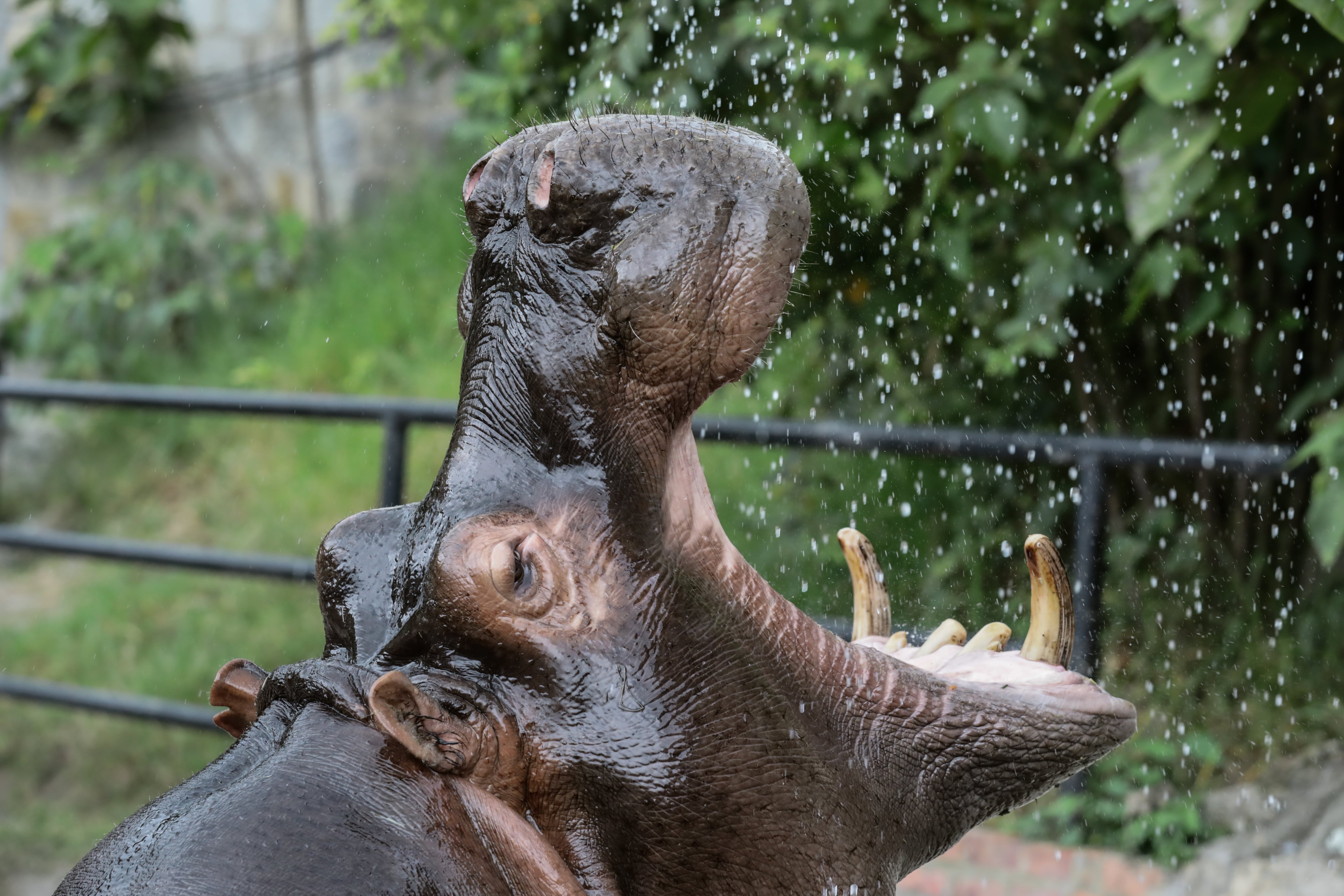 Hipopótamos en Colombia, imagen de referencia. Foto: Getty Images.