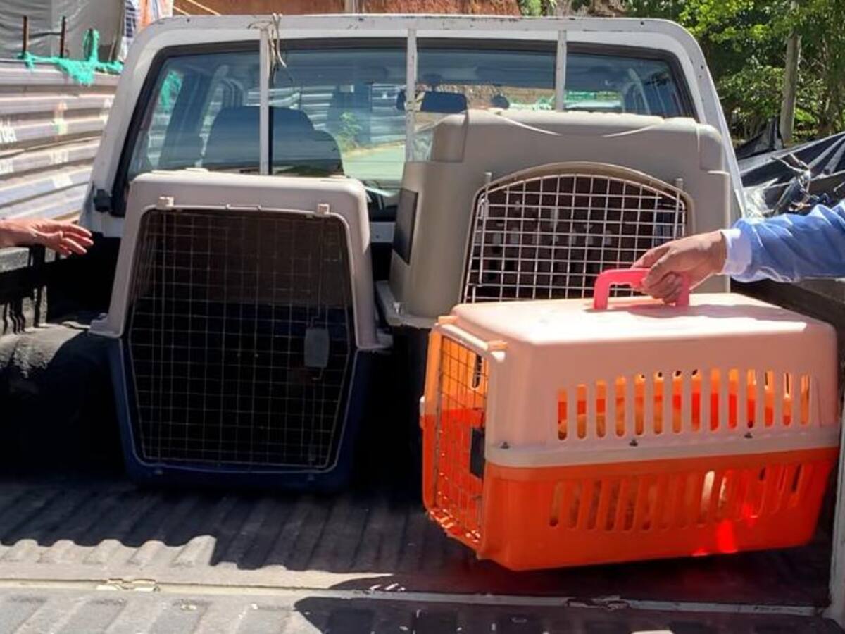Cierran criadero clandestino de gatos en Bucaramanga