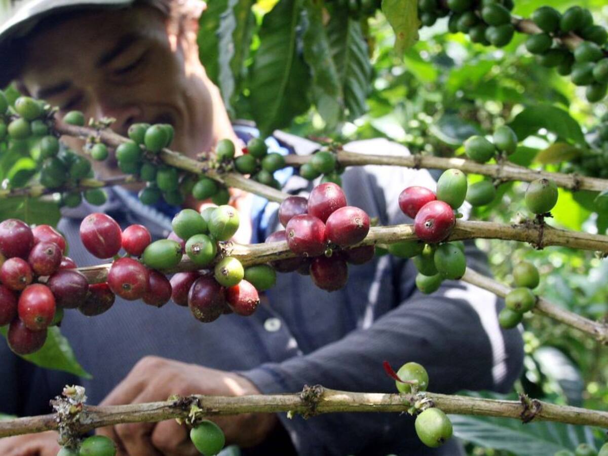 Cultivo de café gana terreno en Boyacá