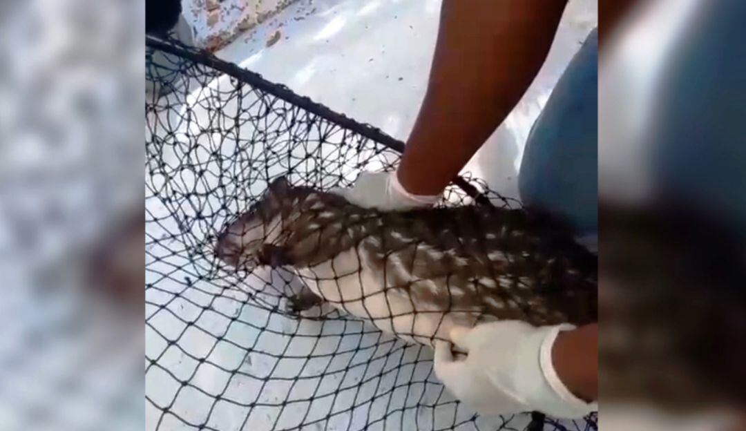 El mamífero será reubicado en su hábitat natural bajo la coordinación de la Policía Ambiental y Epa Cartagena