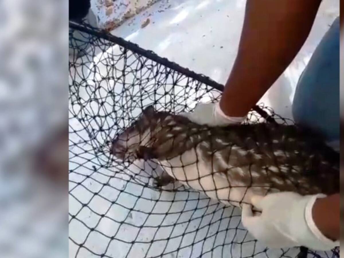 Autoridades rescataron una guartinaja en la bahía de Cartagena