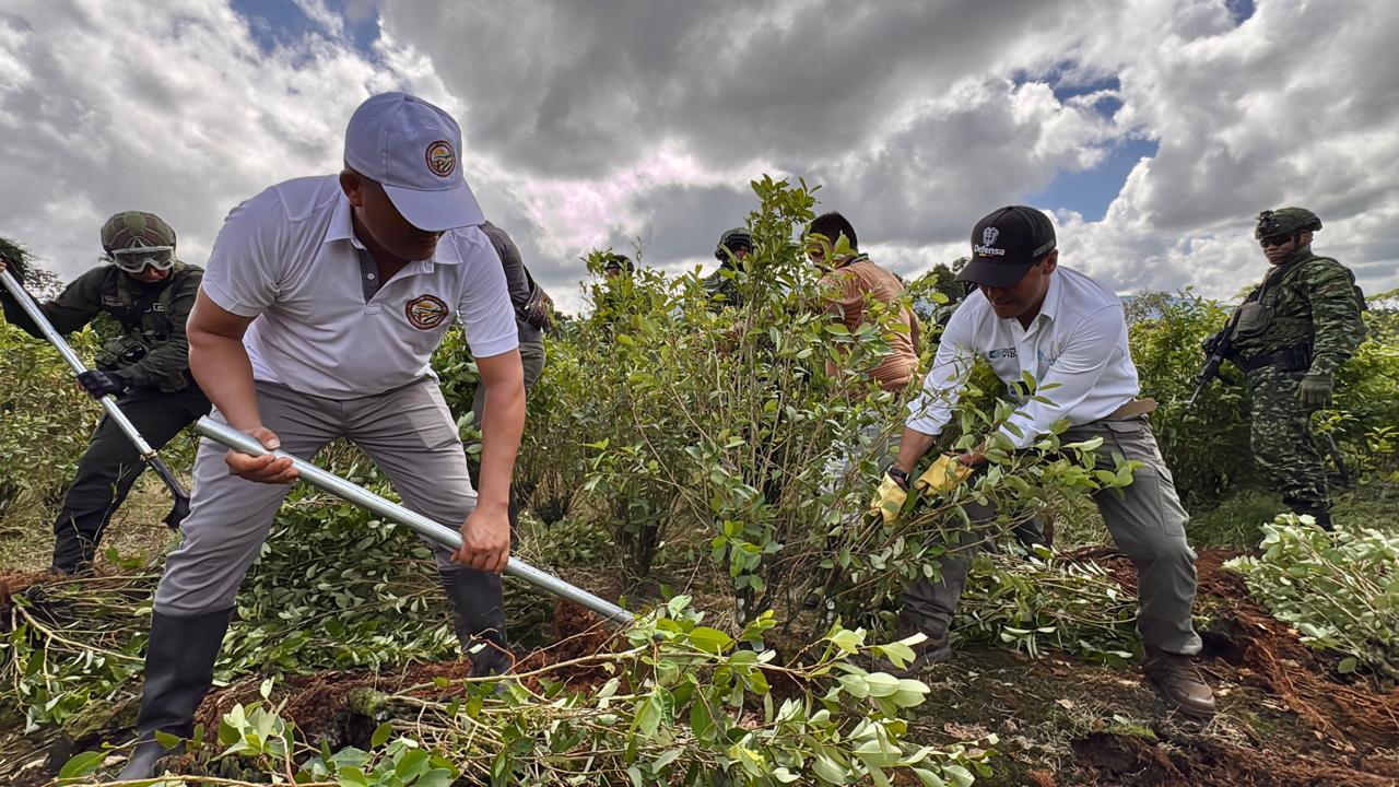 En Putumayo 8 mil familias reemplazarán más de 14 mil hectáreas de coca por cultivos legales