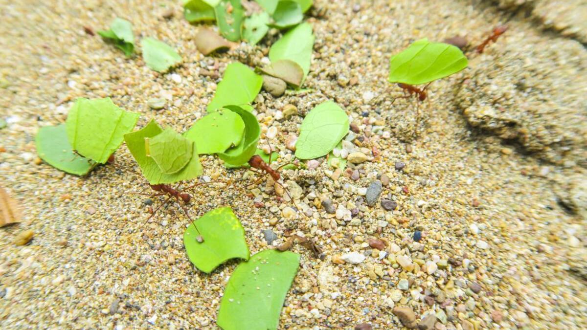 Hormigas, ¿bendición o maldición para el agro?