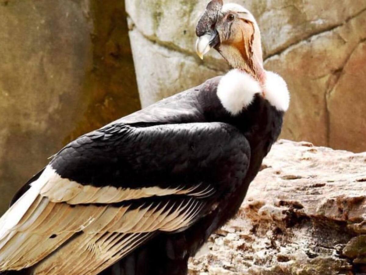 Se envejeció la población de cóndores en Colombia