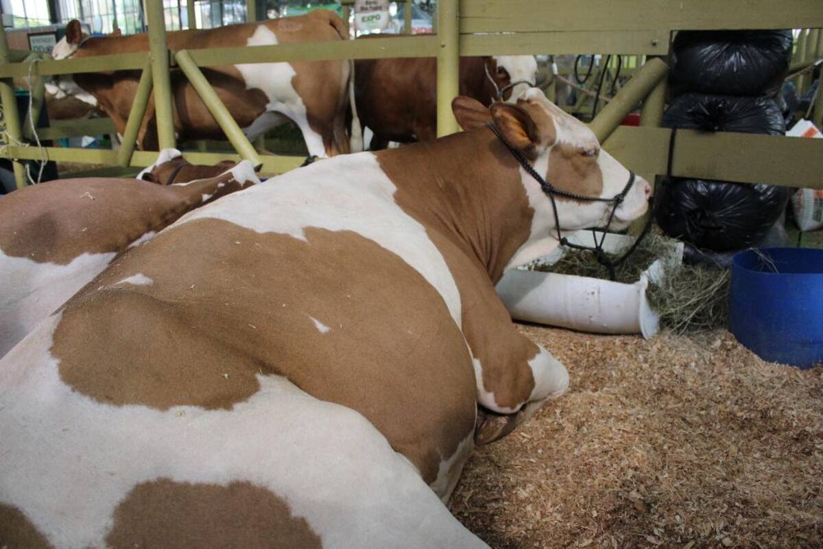 Así va la puesta en marcha de Expocolanta 2014