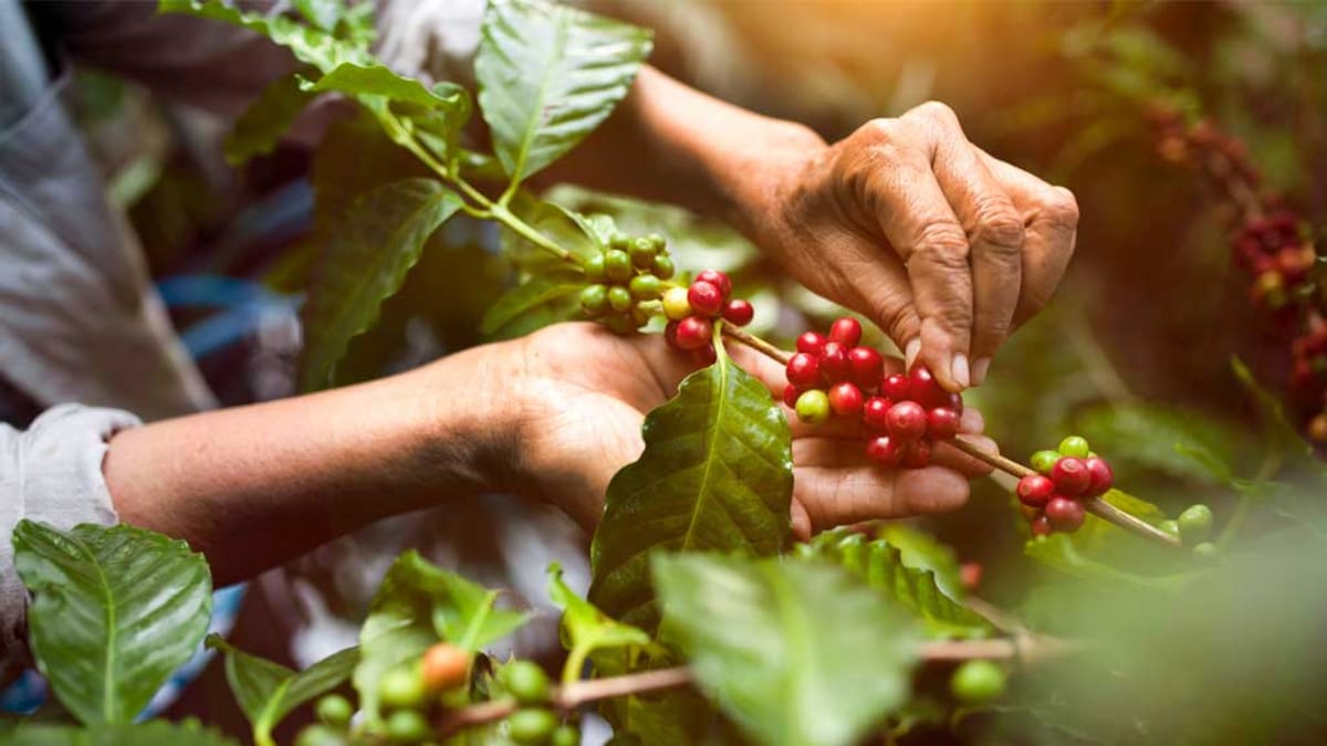 Con millonaria inversión el Huila, le apuesta al fortalecimiento del sector cafetero