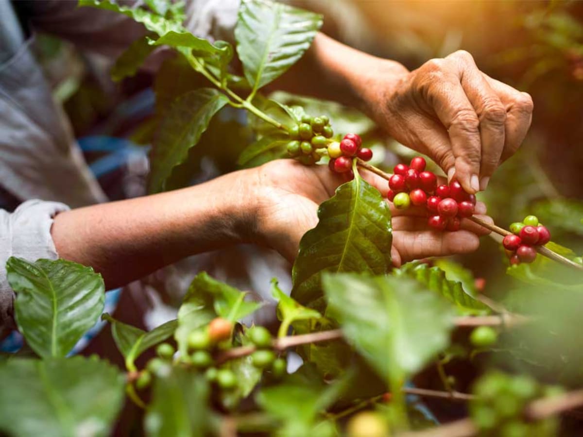 Con millonaria inversión el Huila, le apuesta al fortalecimiento del sector cafetero