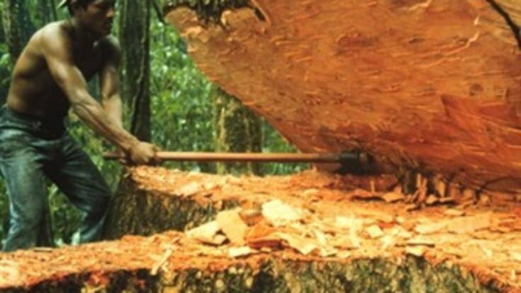 Por lo menos 35 hectáreas de bosque se deforestan por hora en Colombia