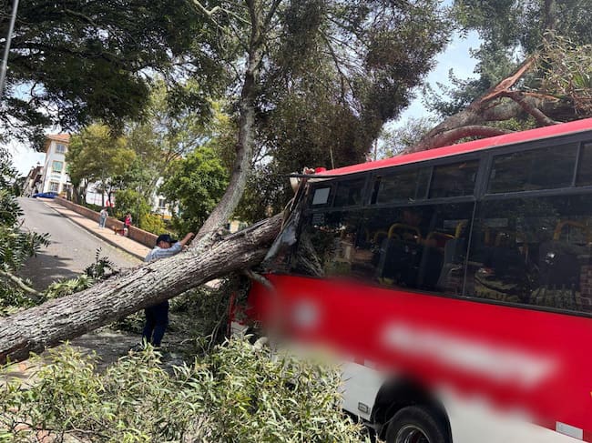 La caída de un árbol sobre un vehículo de servicio público se registró en el parque Santander de Tunja / Foto: Prensa Bomberos Tunja