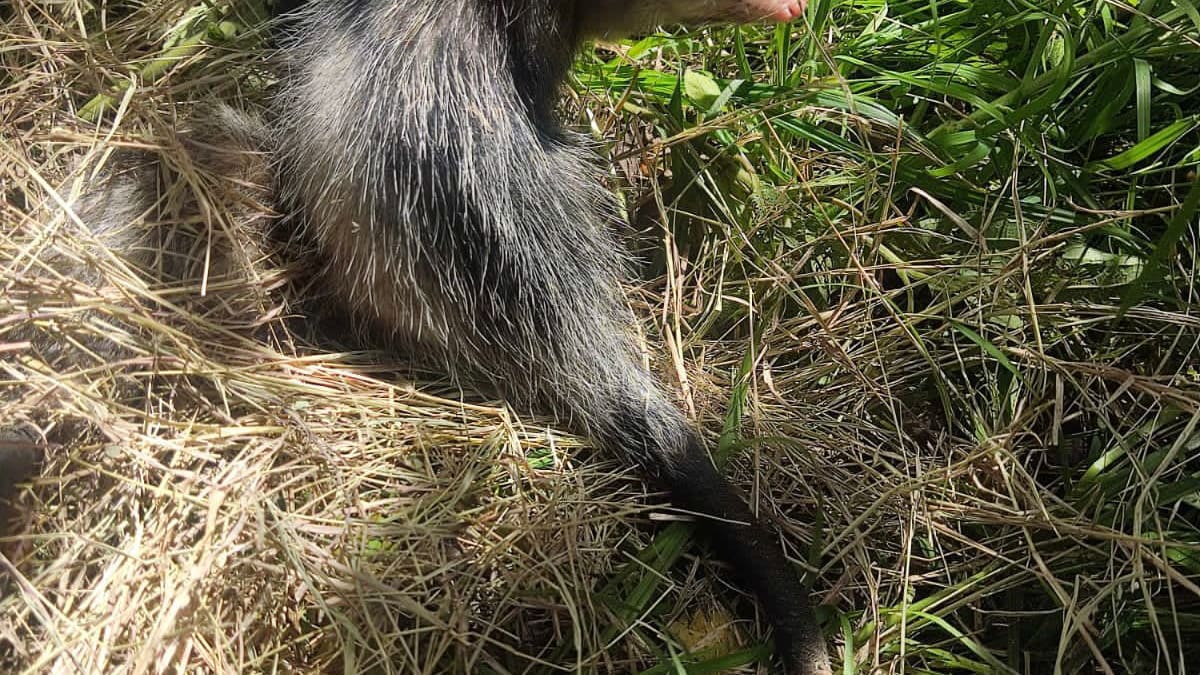 Más de 20 animales silvestres, fueron liberados por la Secretaría de Medio Ambiente