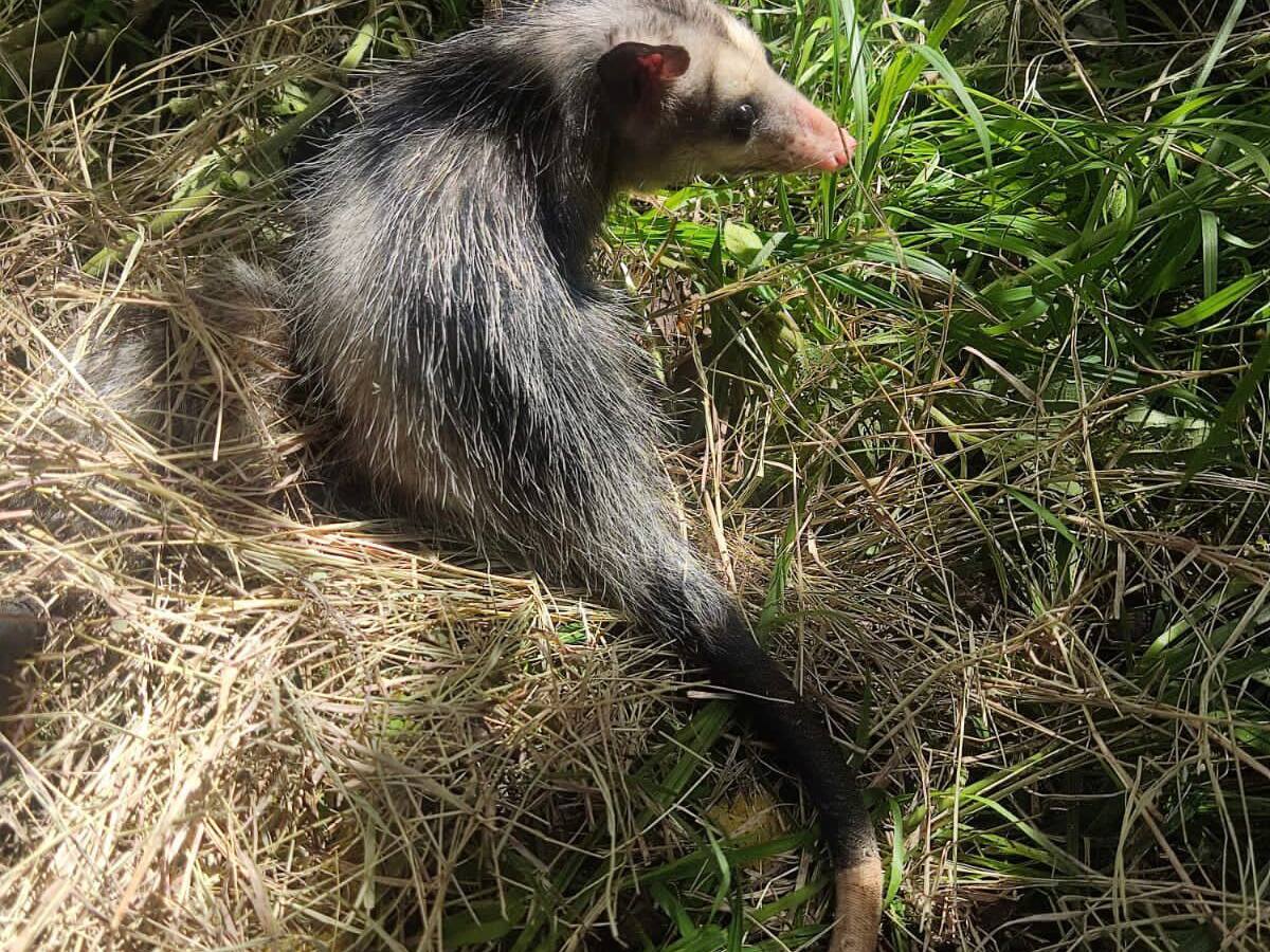 Más de 20 animales silvestres, fueron liberados por la Secretaría de Medio Ambiente