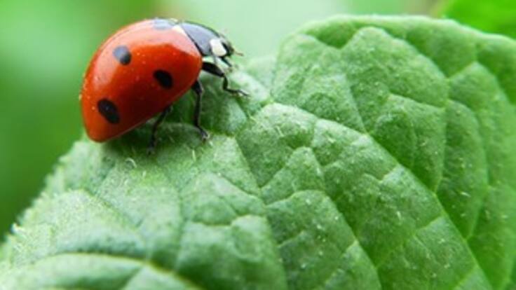 Opepa conecta a los jóvenes con la tierra