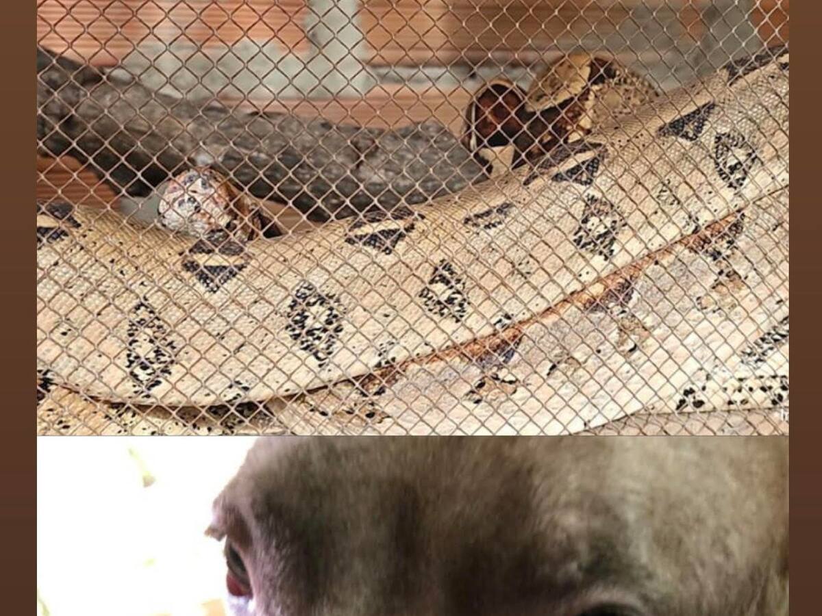 Imputan cargos a dos hombres por maltrato y tráfico de fauna en Antioquia