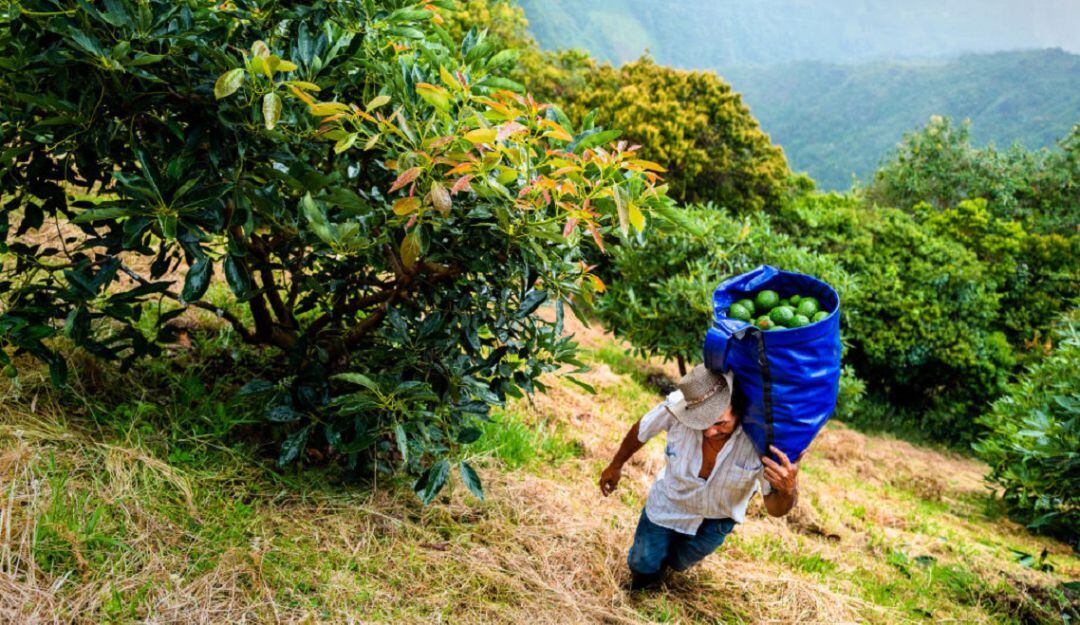 Trabajo en el campo. Imagen de referencia